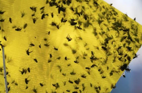 나사벌레 성충이 떼지어 있다. [사진=AP/연합뉴스]