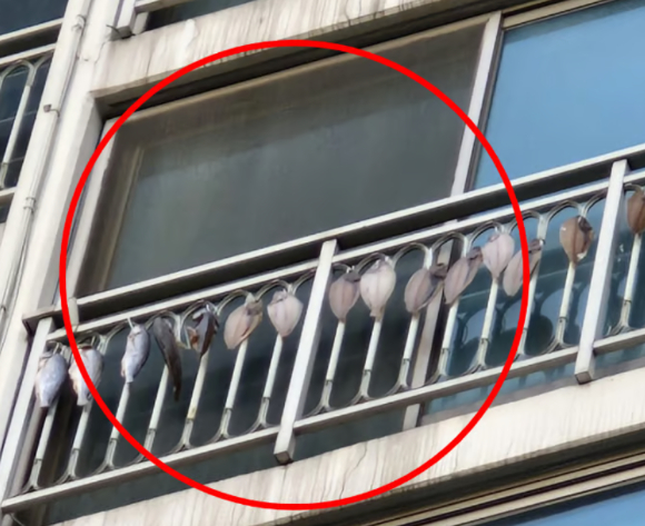 윗집이 베란다에 생선을 말리면서 발생한 악취로 고통을 호소하는 주민의 사연이 알려졌다. 사진은 문제가 된 집. [사진=온라인 커뮤니티 ]