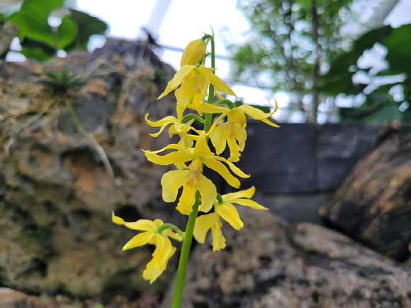 국립세종수목원 희귀특산식물전시온실에 개화한 희귀식물 금새우난초(Calanthe sieboldii Decne. ex Regel). [사진=한국수목원정원관리원/산림청]