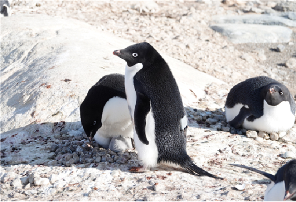 남극의 황제펭귄 부부. 지구 가열화가 계속되면 이번 세기말 황제펭귄이 멸종할 수도 있다는 경고음이 나오고 있다. 황제펭귄 부부가 얼음 위에서 새끼를 보호하고 있다. [사진=정종오 기자]