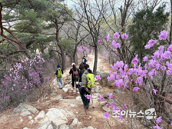 오는 24일 조이뉴스24(대표 이창호)가 주최한 '산악인 오은선 대장과 함께 하는 제 13회 희망찾기 등산&middot;트레킹교실'이 북한산 진달래능선에서 열리는 가운데 4일 등산객들이 진달래능선에서 산행하고 있다. [사진=정소희 기자]