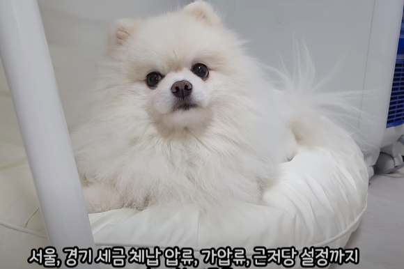 212만 명 이상의 구독자를 보유한 유튜버 '루퐁이네'의 반려견 루디와 퐁키. [사진=루퐁이네 인스타그램 캡처]