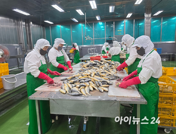 경남 사천에 위치한 다미원 삼천포 공장에서 작업자들이 부세조기를 손질하고 있다. [사진=구서윤 기자]