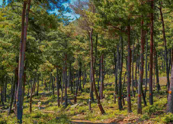 충청남도 보령시 국립 수목장림 &lsquo;기억의숲&rsquo; [사진=산림청]