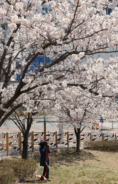 부산 북구 한 아파트 단지 앞 소공원에 벚꽃이 활짝 펴 시민들의 눈길을 사로잡고 있다. [사진=연합뉴스]