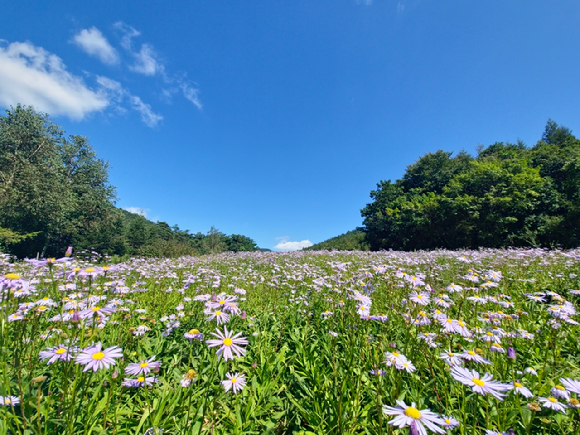 국립한국자생식물원 비안의 언덕 벌개미취군락 [사진= 한국수목원정원관리원 ]