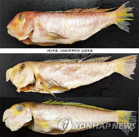 옥돔(맨 위)과 옥두어&middot;남방옥돔(두 번째). 옥돔은 눈 밑에 은백색 삼각형 반점이 있고, 몸 중앙에 불규칙한 노란색 세로 방향의 띠무늬가 있다. [사진=연합뉴스]