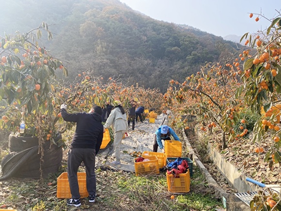  경상남도 함안군 공무원과 유관기관 직원들이 지역 한 농가 농장에서 감 수확을 지원하고 있다. [사진=경상남도 함안군] 