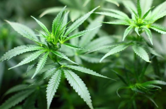 해외에서 대마초의 40배에 달하는 고농축 대마오일을 국내로 밀반입한 2명이 세관에 붙잡혔다. 사진은 꿀로 위장한 고농축 대마오일. [사진=인천공항본부세관]