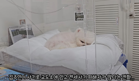 212만 명 이상의 구독자를 보유한 유튜버 '루퐁이네'의 반려견 루디와 퐁키. [사진=루퐁이네 인스타그램 캡처]