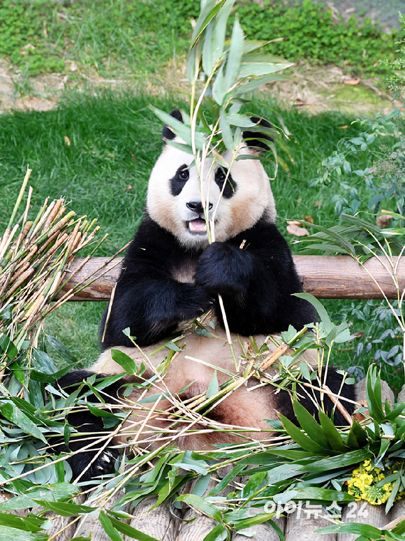 푸바오가 일반 관람객들을 만나는 마지막 날인 3일 오전 용인 에버랜드 판다월드 실내 방사장에서 푸바오가 대나무를 먹고 있다. [사진=사진공동취재단]