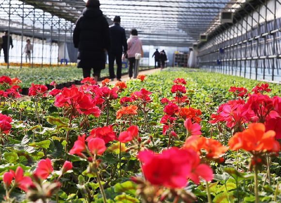 입춘을 하루 앞둔 3일 경기도 안양시 동안구 비산3동 꽃양묘장에 조성된 맨발길에서 시민들이 활짝 핀 꽃을 보며 걷고 있다. [사진=연합뉴스]