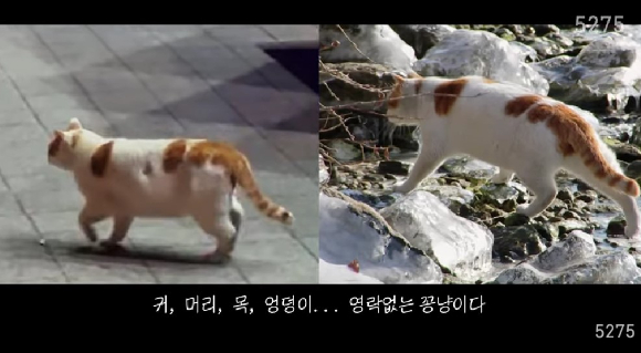 '꽁꽁 얼어붙은 한강 위로 고양이가 걸어다닙니다' 라는 뉴스 클립으로 유명해진 고양이 근황이 전해졌다. [사진=유튜브 '5275 오이칠오' 캡쳐]