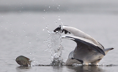 왜가리 한 마리가 물고기를 사냥하고 있다. [사진=Bird Ecology Study Group]