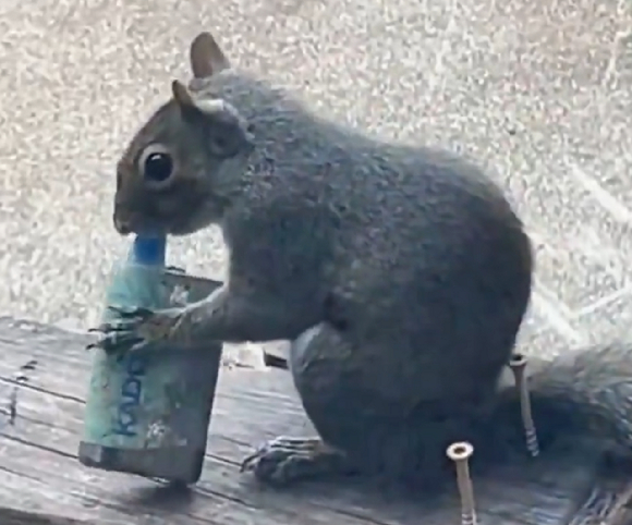 전자담배를 물고 있는 다람쥐. [사진=X @rawsalerts]