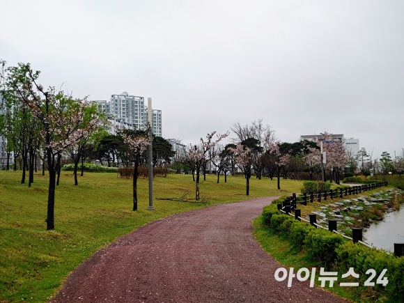봄비가 내리면서 공원에 피었던 벚꽃이 산책로에 떨어지고 있다. [사진=이숙종 기자]