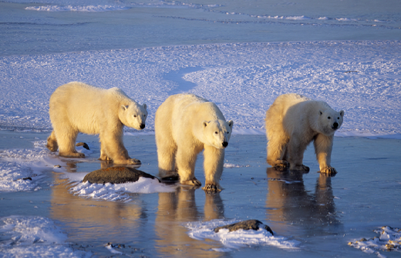 처칠에서 포착된 수컷 북극곰 두마리. [사진=Elisabeth Kruger/ WWF]