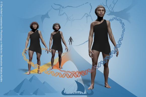 우리가 어디서 왔는지를 알면 생리학적으로 많은 것을 파악할 수 있다. 스반테 파보 박사의 멸종 인류와 인간 진화에 관한 게놈 연구는 이러한 분야에서 획기적 전환점을 마련했다. [사진=노벨상위원회]
