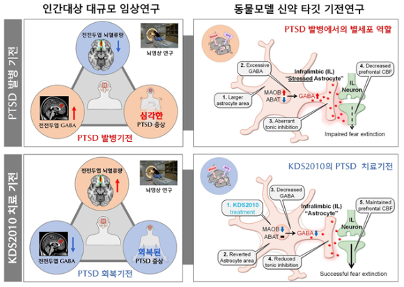 대규모 임상 뇌영상 분석을 통해 PTSD 환자의 전전두엽에서 GABA 농도가 비정상적으로 증가하고 동시에 뇌혈류가 감소하는 것을 확인했다. [사진=IBS]