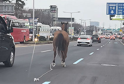 지난 24일 제주시 무수천 교차로 인근 도로에서 말 한 마리가 달리고 있다 [사진=독자제공/연합뉴스]
