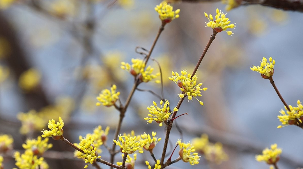 지난 26일 부산 북구의 한 도로변에 노란 산수유꽃이 꽃망울을 터뜨려 봄소식을 전하고 있다. 2026.2.26 [사진=연합뉴스]