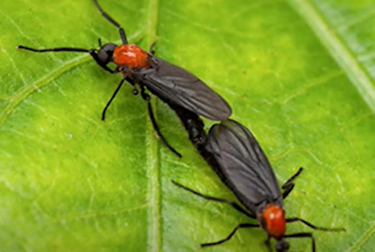 지난해 여름 대거 출몰하며 기승을 부린 '러브버그'가 최근 서울 은평구를 중심으로 다시 출현했다. [사진=몰상식 유튜브 영상 캡처]