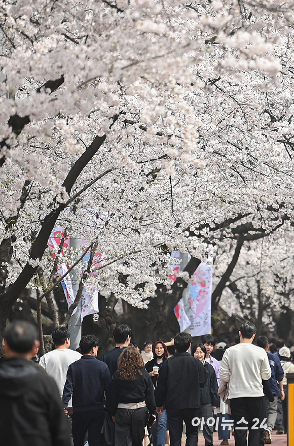 3일 오전 서울 여의도 윤중로 벚꽃길에서 시민들이 꽃놀이를 즐기고 있다. 윤중로 벚꽃길은 8일까지 여의도 봄꽃축제를 위해 교통이 전면통제된다. [사진=곽영래 기자]