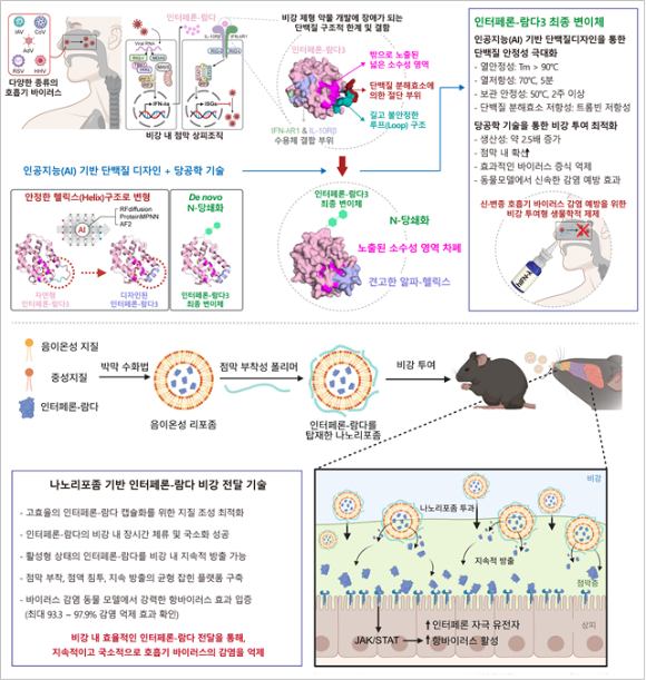 KAIST 연구팀이 비강 투여용 인터페론-람다3 변이체와 나노리포좀 기반 수송체를 개발했다. [사진=KAIST]