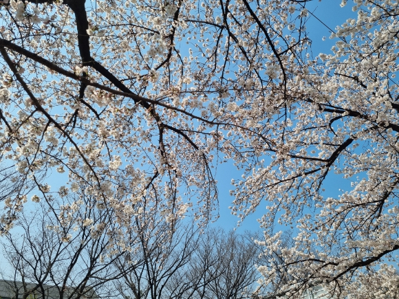 3월 30일 서울시 여의도 윤중로 벚꽃 군락지 내 벚나무. [사진=기상청]