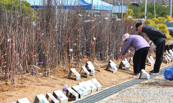 인천 남동구 인천산림조합 나무시장을 찾은 시민들이 묘목을 살피고 있다. [사진=연합뉴스]