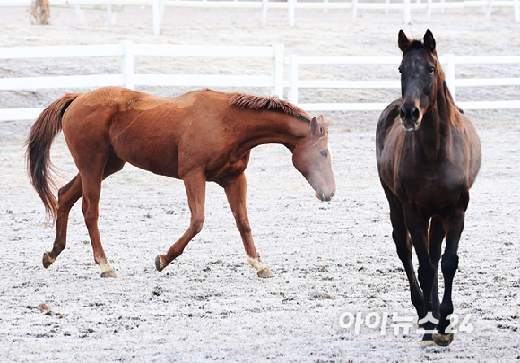 2026 병오년(丙午年) '붉은 말의 해'를 앞둔 10일 경기도 고양시 서삼릉 인근 원당종마목장에서 한국마사회 승마단 방시레 선수가 말과 함께 떠오르는 햇살을 가르며 힘찬 도약을 펼치고 있다. [사진=정소희 기자]