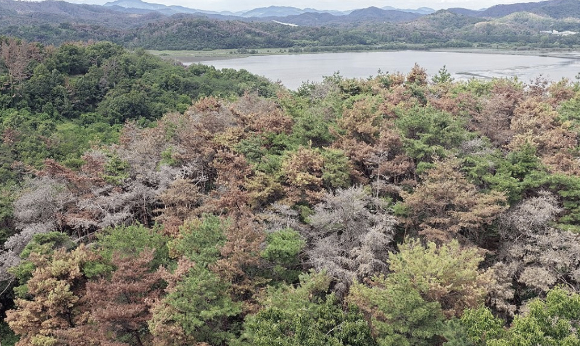 전남 순천 지역의 한 야산에서 소나무가 시뻘겋게 말라가고 있다. KTX에서 보는 풍경이 낯설었다.전문가들은 최악의 상황이 올 수도 있다고 경고했다. [사진=정종오 기자]