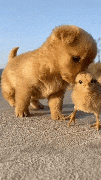 새끼 강아지는 그저 병아리와 친구가 되고 싶었을 것이다. 다만 그러기에 병아리가 너무 작았을 뿐. [사진=틱톡]