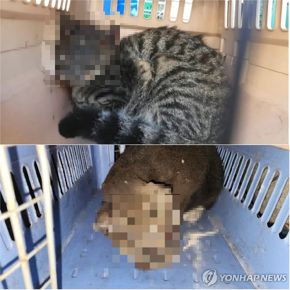 대전에서 안면부 화상을 입은채 구조된 고양이들 [사진=동물권단체 케어]