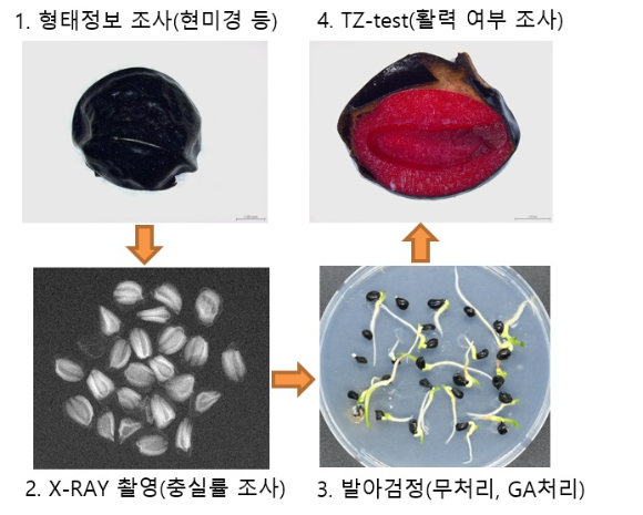 산림종자 활력검정 과정 [사진=산림청]