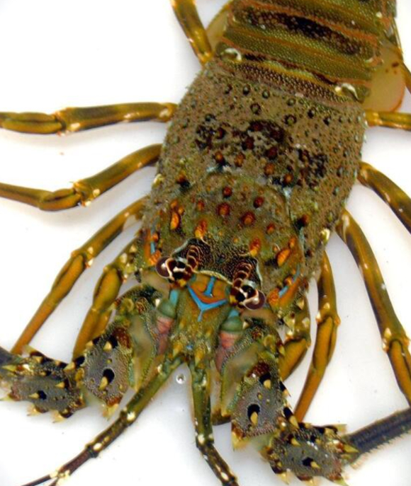 일본 치바현 이스미시 근해의 대표 어장인 오하라 어항에서 희귀한 '흰 이세에비(닭새우)'가 잡혀 주목을 받았다. 사진은 해당 닭새우. [사진=가쓰우라시]