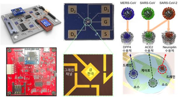신‧변종 호흡기 바이러스 현장 신속진단 센서와 그래핀 트랜지스터 표면 이미지.  다양한 종의 호흡기 바이러스(인플루엔자, 코로나 등)를 동시에 진단하기 위한 스크리닝 플랫폼으로 그래핀 표면에 결합한 수용체의 수에 따라 검출 가능한 타겟 바이러스 수가 달라진다. [사진=생명연]