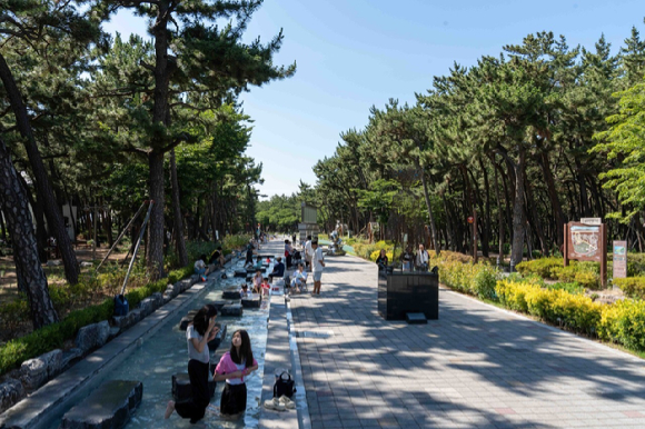 포항 송도솔밭도시숲은 2025년 모범 도시숲으로 인증받았다. [사진=산림청]