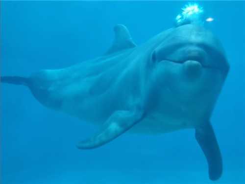 국대 최대규모 돌고래 체험장 '거제씨월드'[사진=거제씨월드]