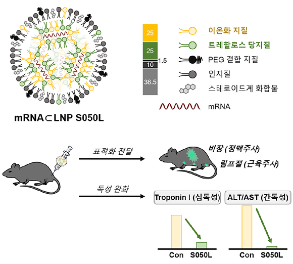신규 지질 나노입자 S050L은 비장, 림프절 등 면역 관련 기관으로 mRNA의 전달이 가능했고 이온화 지질이 온전히 사용된 지질 나노입자 Con(conventional의 약자)와 비교해 심독성과 간독성 지표가 눈에 띄게 감소했다. [사진=KIST]