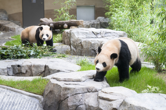 판다 세컨하우스에서 지내는 쌍둥이 판다 루이바오(오른쪽)와 후이바오 [사진=에버랜드 제공]