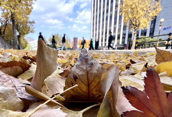  9일 오후 서울 종로구 내자동 거리에 낙엽이 쌓여 있다. 2025.11.9 [사진=연합뉴스]