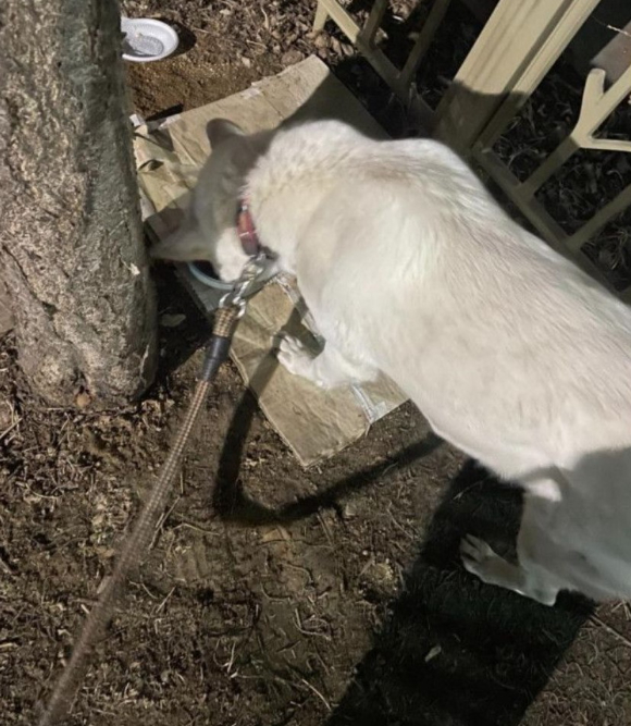 A씨가 길가에 놓인 길고양이 사료를 자신의 반려견에게 먹이고 있다. [사진=온라인 커뮤니티 캡처]