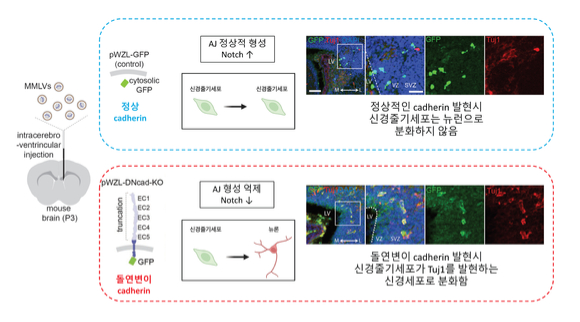 발달 중인 쥐 뇌에서 AJ 구조가 정상적으로 형성이 될 경우, 신경줄기세포(NPCs)가 분화하지 않고 줄기세포의 성질을 유지한다. 이와 반대로 돌연변이 카드헤린(cadherin)을 발현시켜 AJ 구조 형성을 억제할 경우, NPCs가 신경세포(neuron)으로 분화하는 것을 확인했다. 이는 AJ 구조가 줄기세포 유지 현상에 중요한 노치 신호의 정상적 발생에 중요한 역할을 함을 보여준다. [사진=IBS]