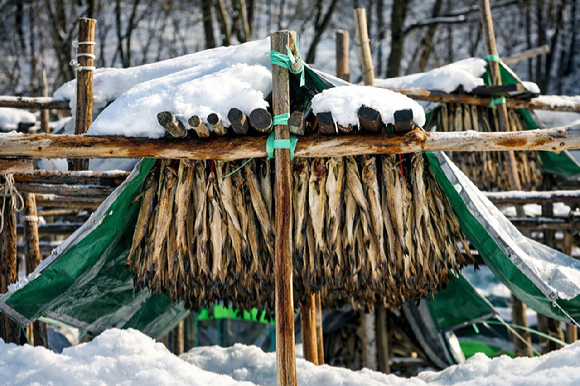 강원 인제군 북면 용대리 황태덕장이 최근 내린 폭설로 뒤덮여 있다. [사진=연합뉴스]