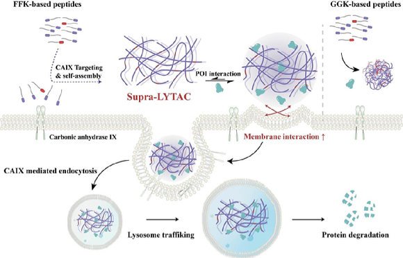 암 특이적 효소를 표적하는 나노 복합체의 체내 형성 과정과 면역 방어막 단백질 분해 메커니즘. [사진=UNIST]