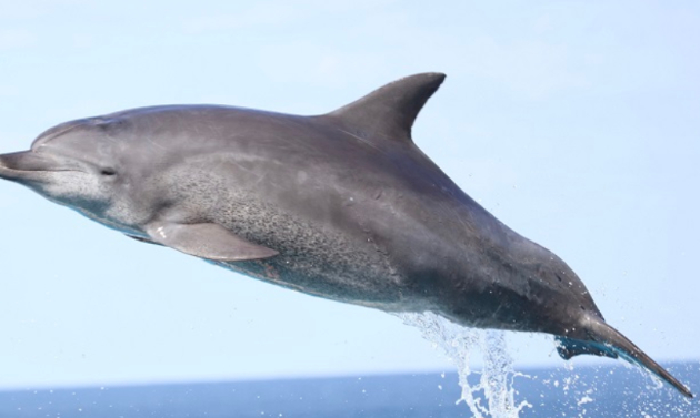 일본에서 반세기 동안 사랑받아온 돌고래 ‘오키짱’이 숨을 거뒀다. [사진=츄라우미 수족관]