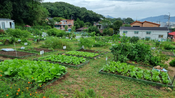 강북 도시농업 체험장 전경. [사진=강북구]