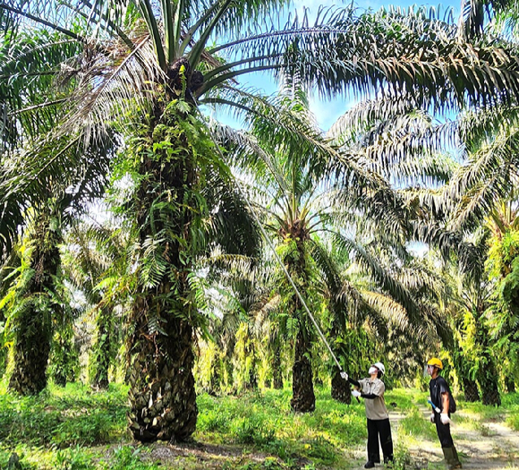 LX인터내셔널 해외 현장 연수에 참여한 사원이 인도네시아 팜농장에서 현장 작업을 직접 체험하고 있다. [사진=LX인터내셔널]