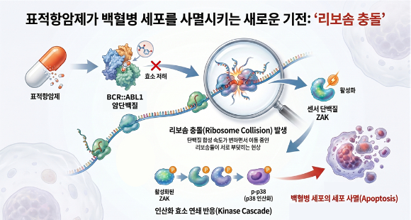 표적항암제의 효과를 떨어트리는 내성 문제를 극복할 수 있는 방법을 국내 연구팀이 찾아냈다. [사진=KAIST]